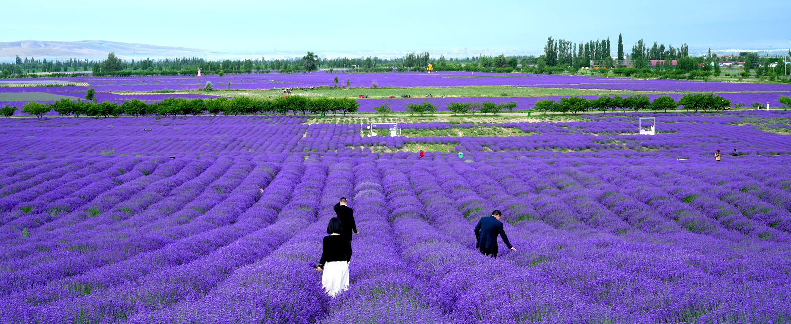 科研實力—原料培植區(qu)（1600×656px）